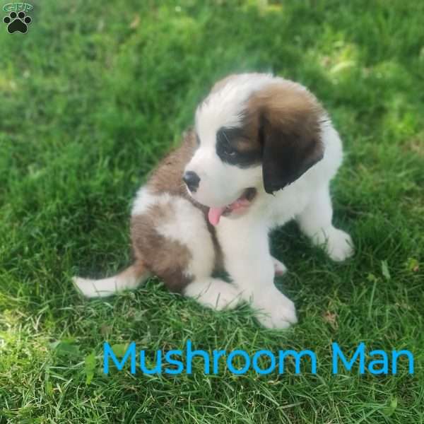 Mushroom Man, Saint Bernard Puppy