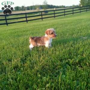 Bailey, Jack Russell Terrier Puppy