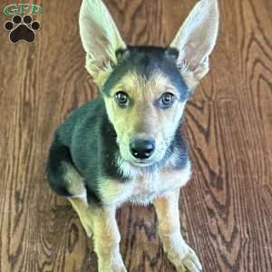 Teddy, German Shepherd Puppy