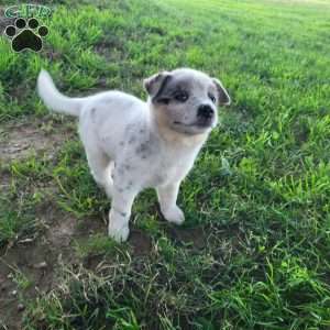 Waffle, Blue Heeler – Australian Cattle Dog Puppy