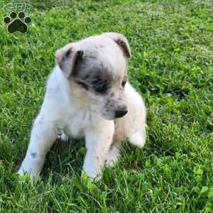 Waffle, Blue Heeler – Australian Cattle Dog Puppy
