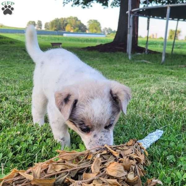 Waffle, Blue Heeler – Australian Cattle Dog Puppy