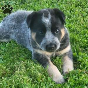 Oreo, Blue Heeler – Australian Cattle Dog Puppy