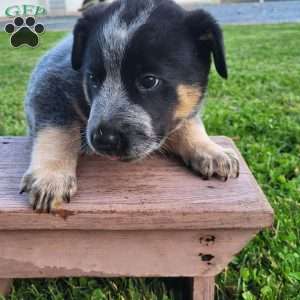 Oreo, Blue Heeler – Australian Cattle Dog Puppy