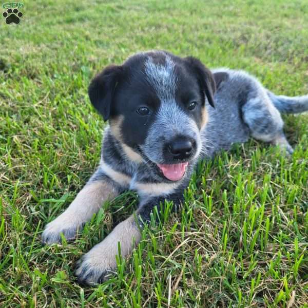 Oreo, Blue Heeler – Australian Cattle Dog Puppy