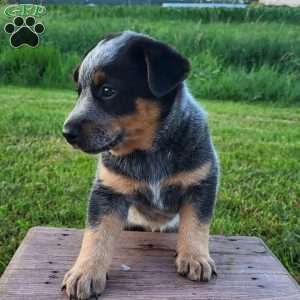 Spot, Blue Heeler – Australian Cattle Dog Puppy