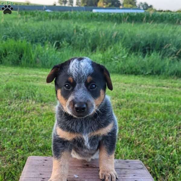 Spot, Blue Heeler – Australian Cattle Dog Puppy