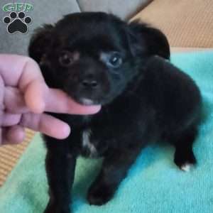 Bear, Chihuahua Puppy