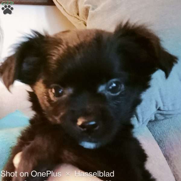 Bear, Chihuahua Puppy