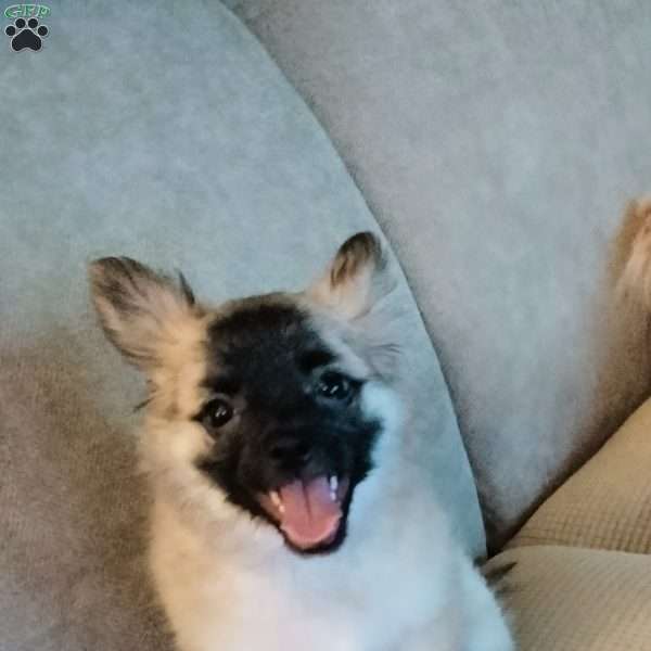 Fluff, Chihuahua Puppy