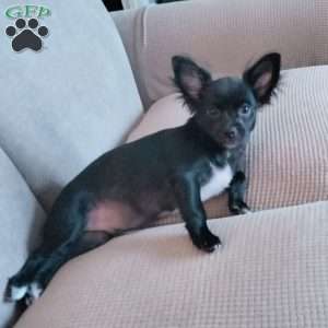 Junior, Chihuahua Puppy