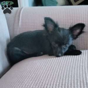 Bear, Chihuahua Puppy