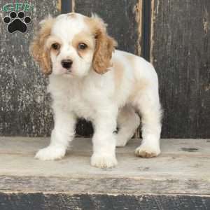 Dude, Cocker Spaniel Puppy