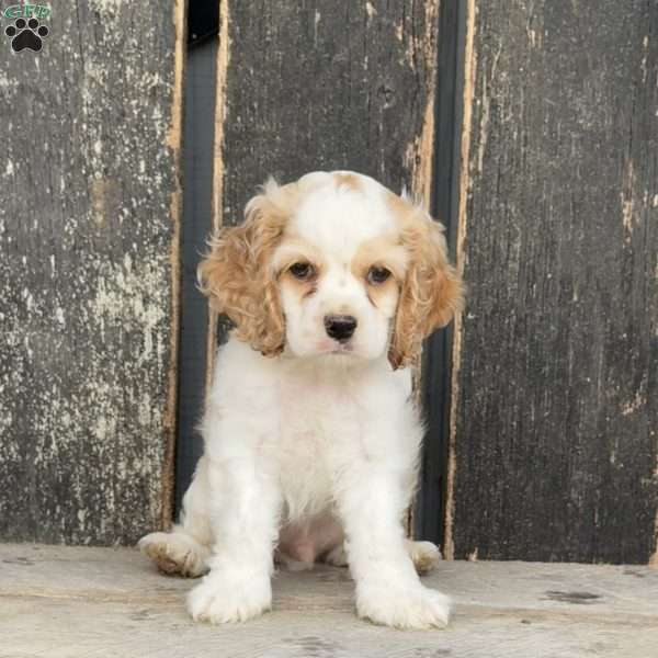 Dude, Cocker Spaniel Puppy