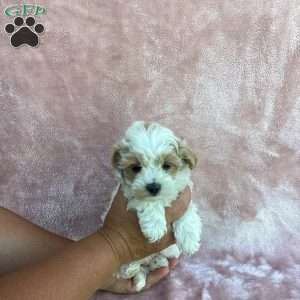Ivory, Havapoo Puppy