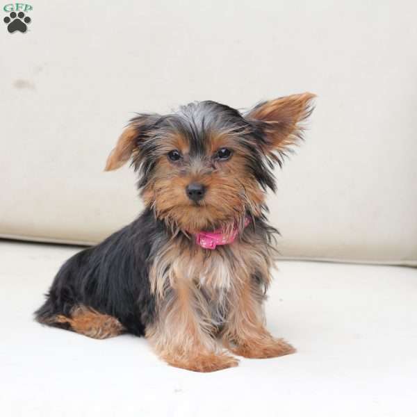 Willow, Yorkie Puppy