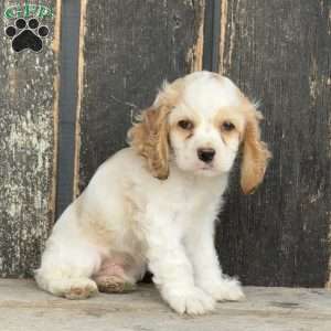 Dude, Cocker Spaniel Puppy
