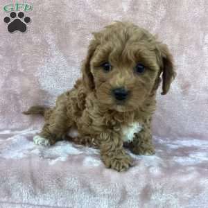Braylie, Havapoo Puppy