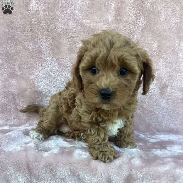 Braylie, Havapoo Puppy