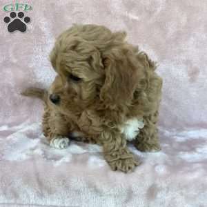 Braylie, Havapoo Puppy