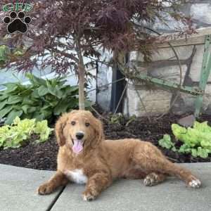 Ellie, Golden Retriever Mix Puppy