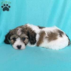 Mickey, Cavachon Puppy