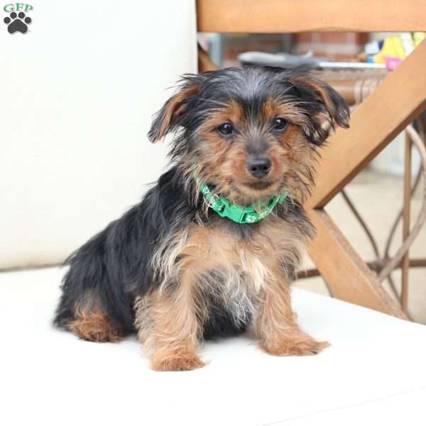 Rocky, Yorkie Puppy