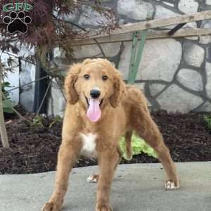 Ellie, Golden Retriever Mix Puppy