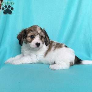 Mickey, Cavachon Puppy