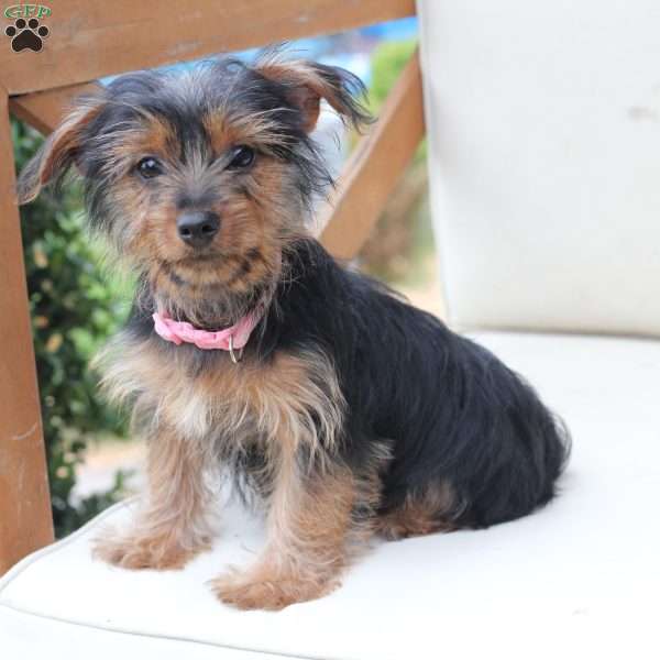 Maggie, Yorkie Puppy