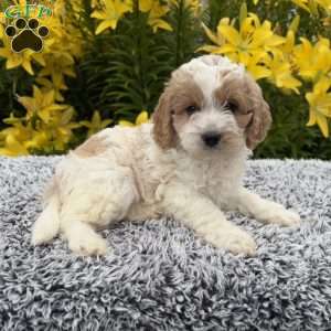 Marshmallow, Cockapoo Puppy