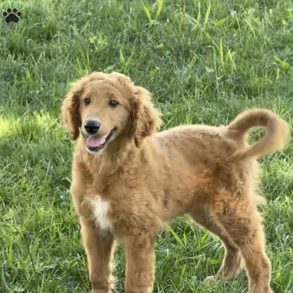 Ellie, Golden Retriever Mix Puppy