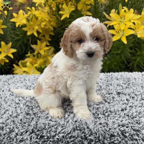 Marshmallow, Cockapoo Puppy