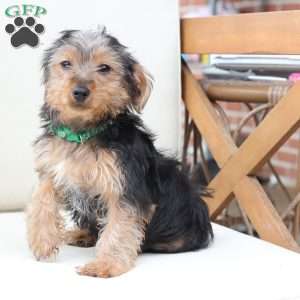 Bentley, Yorkie Puppy