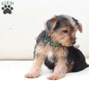 Bentley, Yorkie Puppy