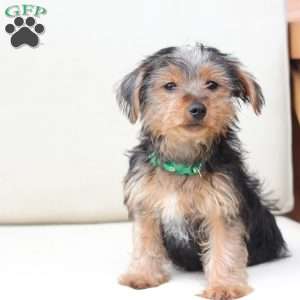 Bentley, Yorkie Puppy