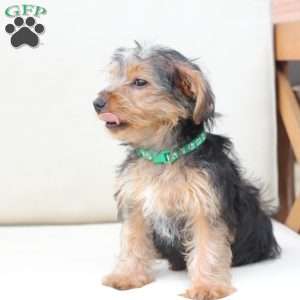 Bentley, Yorkie Puppy