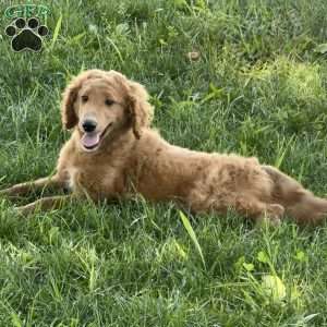 Ellie, Golden Retriever Mix Puppy
