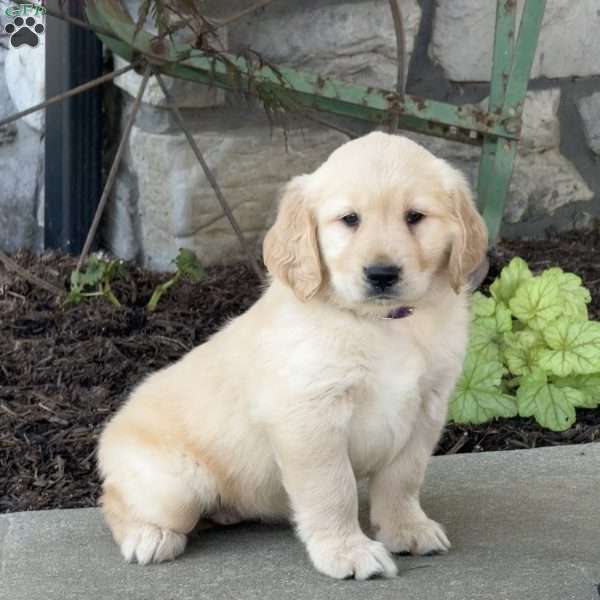 Fiona, Golden Retriever Puppy