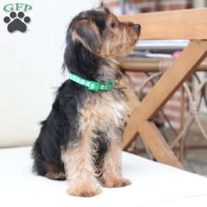 Bentley, Yorkie Puppy