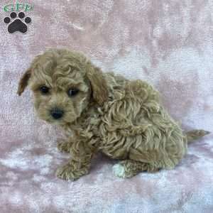 Amelia, Havapoo Puppy