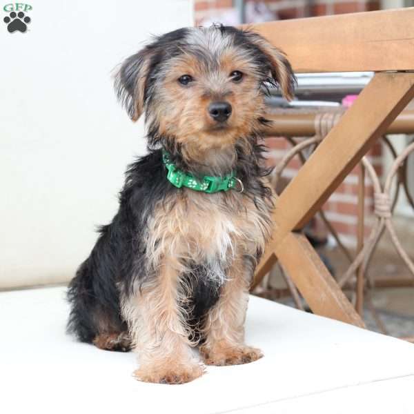 Bentley, Yorkie Puppy
