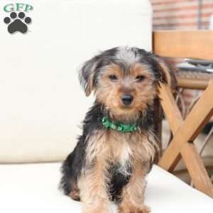 Bentley, Yorkie Puppy