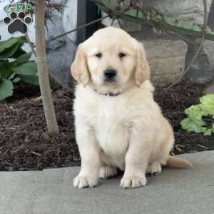 Fiona, Golden Retriever Puppy