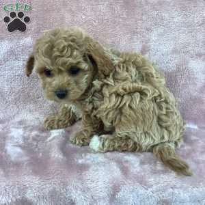Amelia, Havapoo Puppy