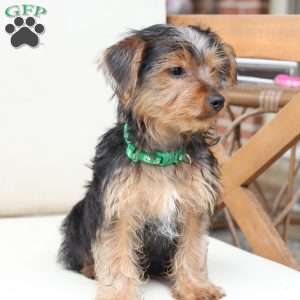 Bentley, Yorkie Puppy
