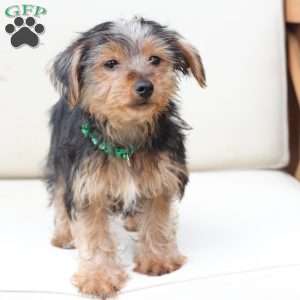Bentley, Yorkie Puppy