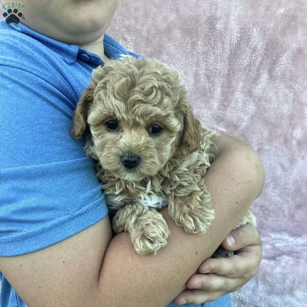 Amelia, Havapoo Puppy