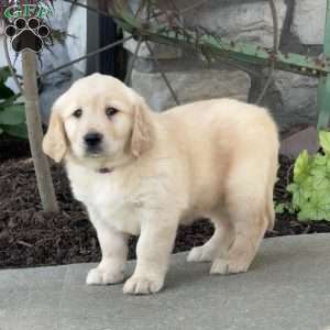 Fiona, Golden Retriever Puppy