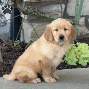 Fancy, Golden Retriever Puppy